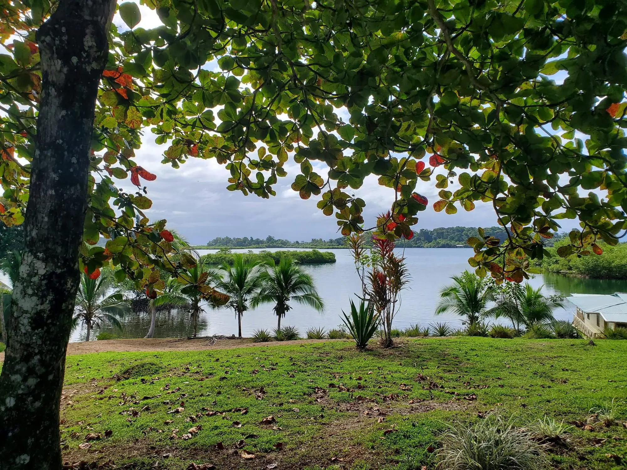 Césped y palmeras enmarcan la vista al agua en la propiedad de Bocas del Toro