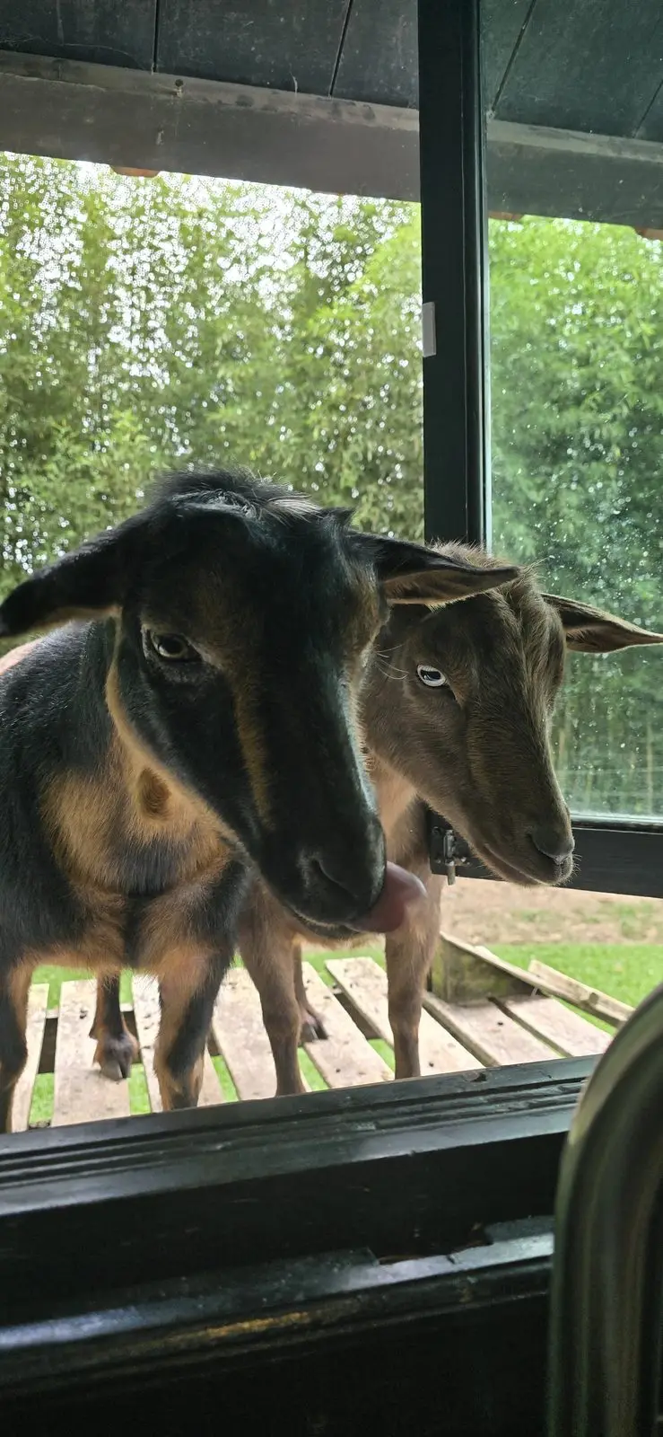 Boo and Kat peering in together through a screen door, green bamboo in the background