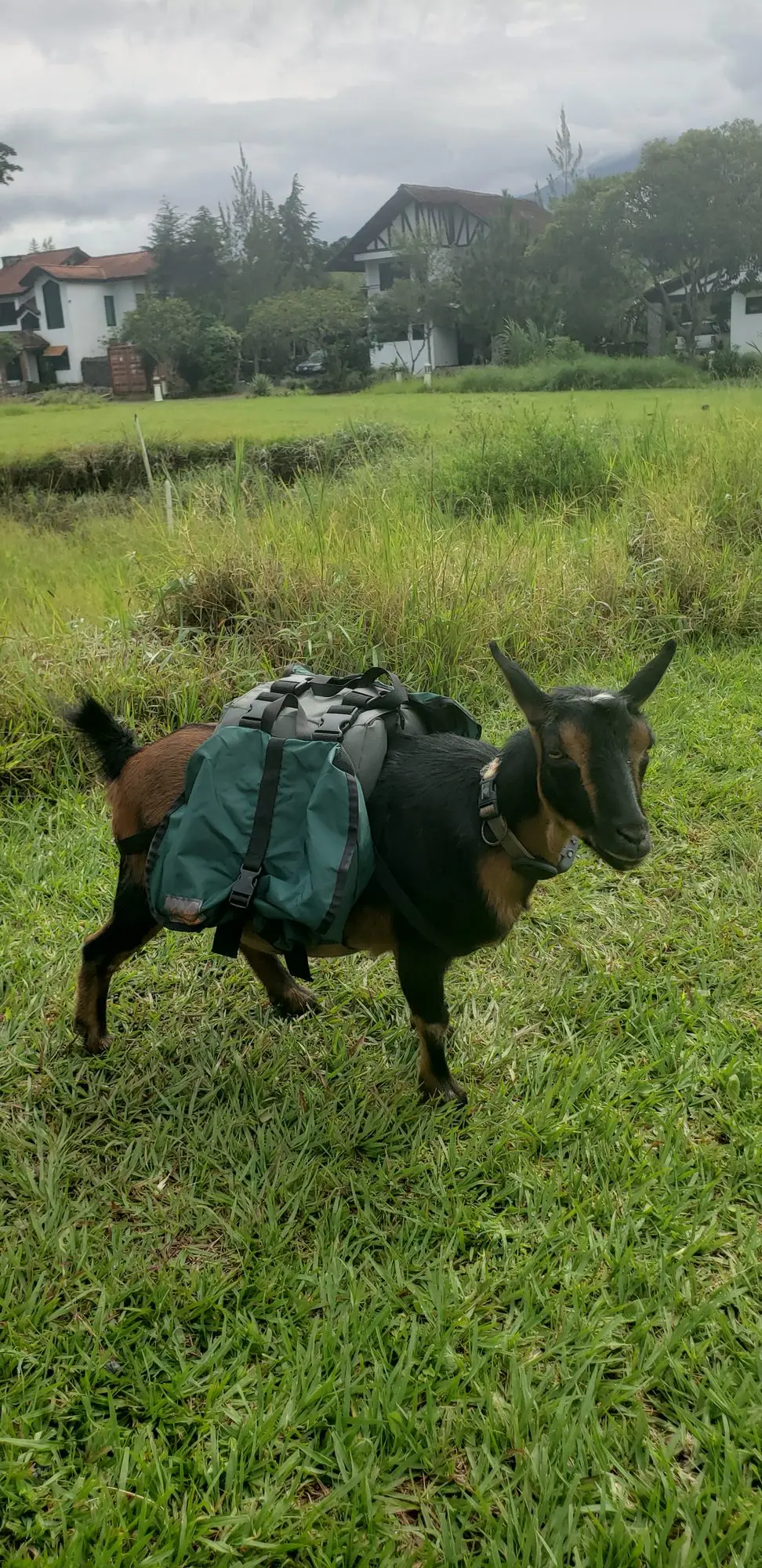 Boo wearing her green pack saddle, walking through the grass in front of the Retreat & Wellness Center buildings