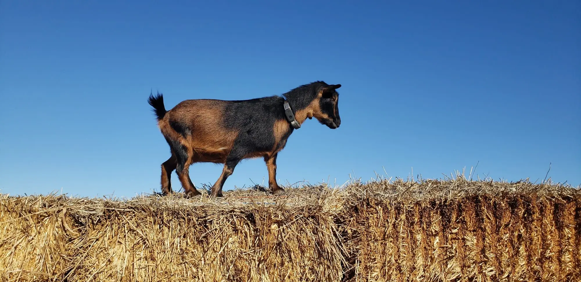 A Nigerian Dwarf therapy goat walking along a hay bale under a blue sky at the Convergence Retreat & Wellness Center in Bocas del Toro, Panama