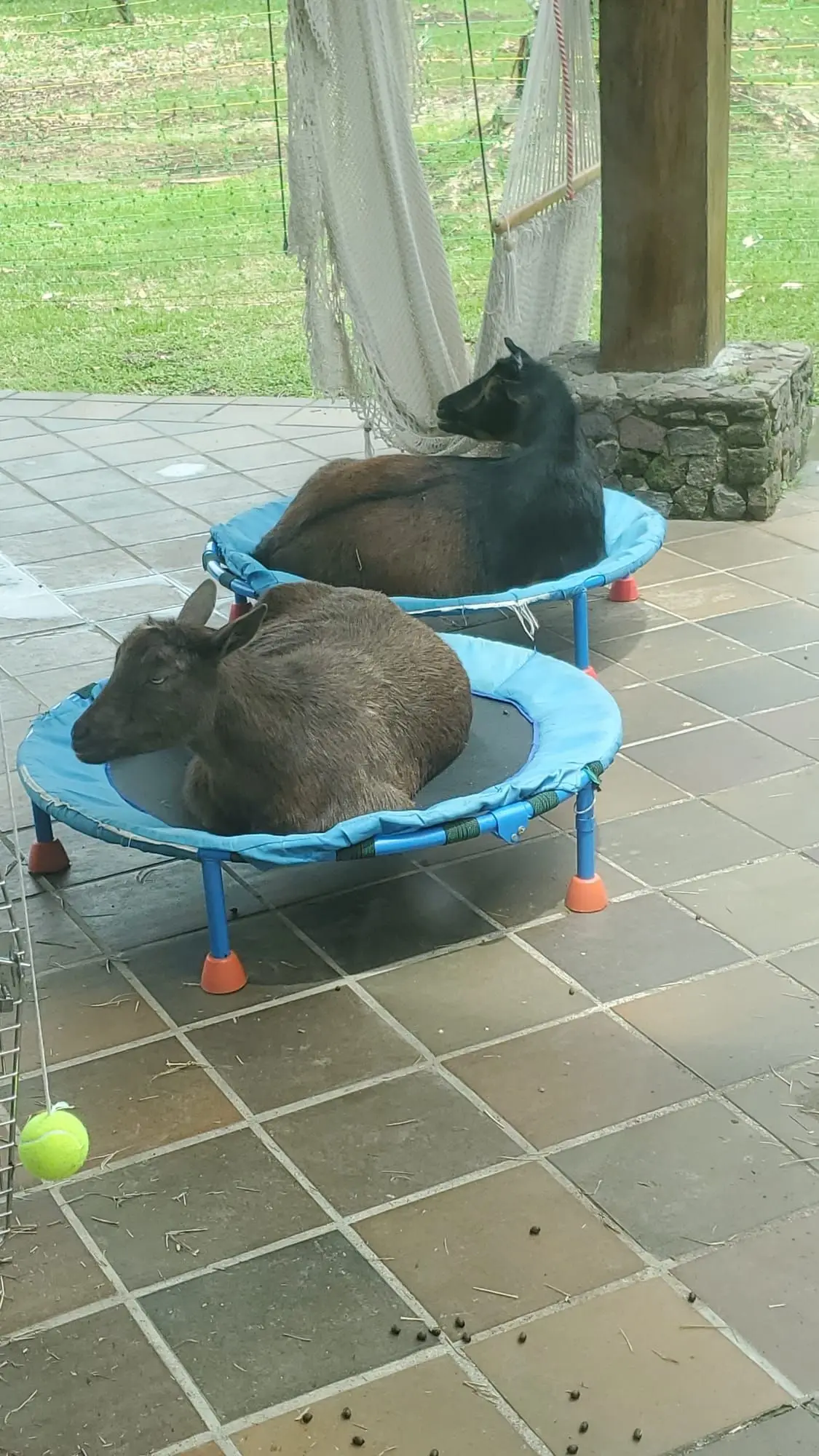 Boo and Kat resting on small trampoline beds on the patio, next to a hammock