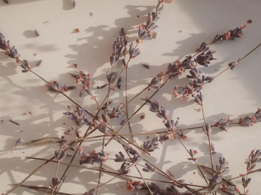 Dried lavender sprigs used for a warm herbal compress