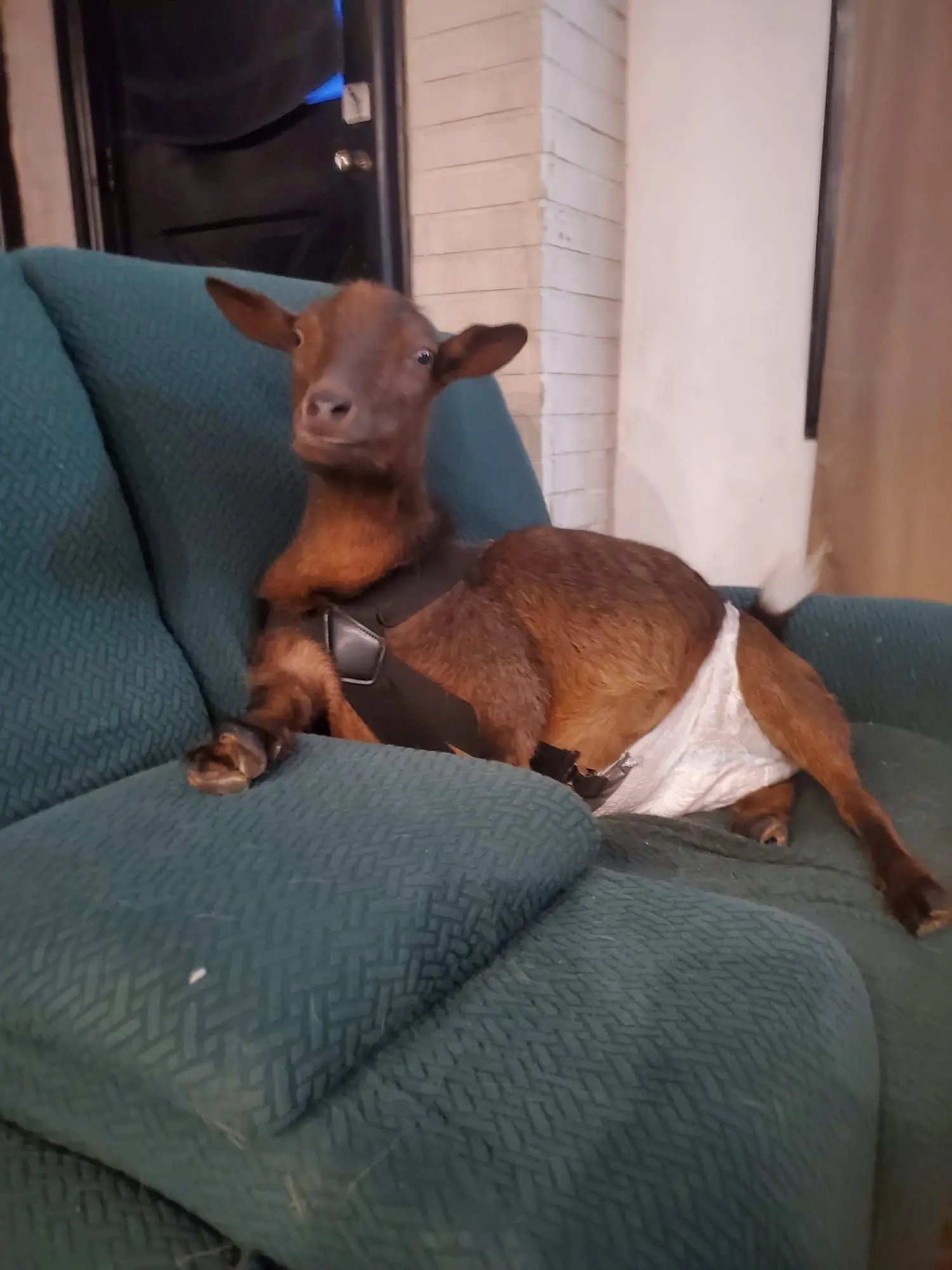Kat wearing a harness and diaper, curled up on an armchair indoors