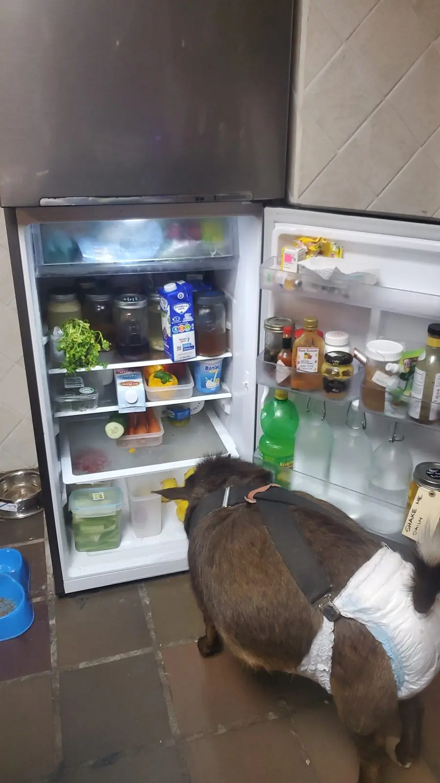 Kat, wearing her harness and diaper, nose-deep in the open refrigerator hunting for snacks