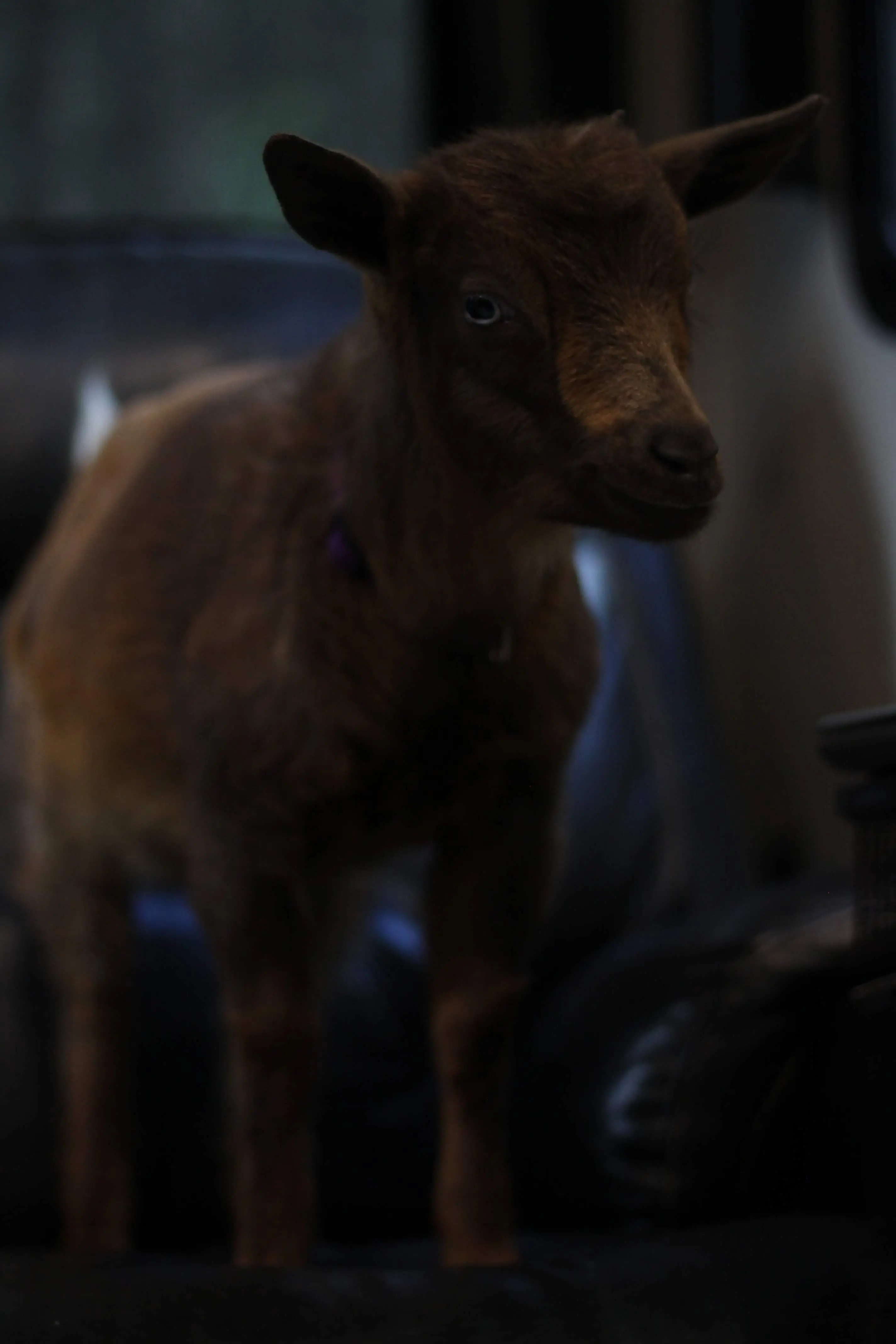 Kat as a young kid, a chocolate-brown Nigerian Dwarf doe, standing indoors at night