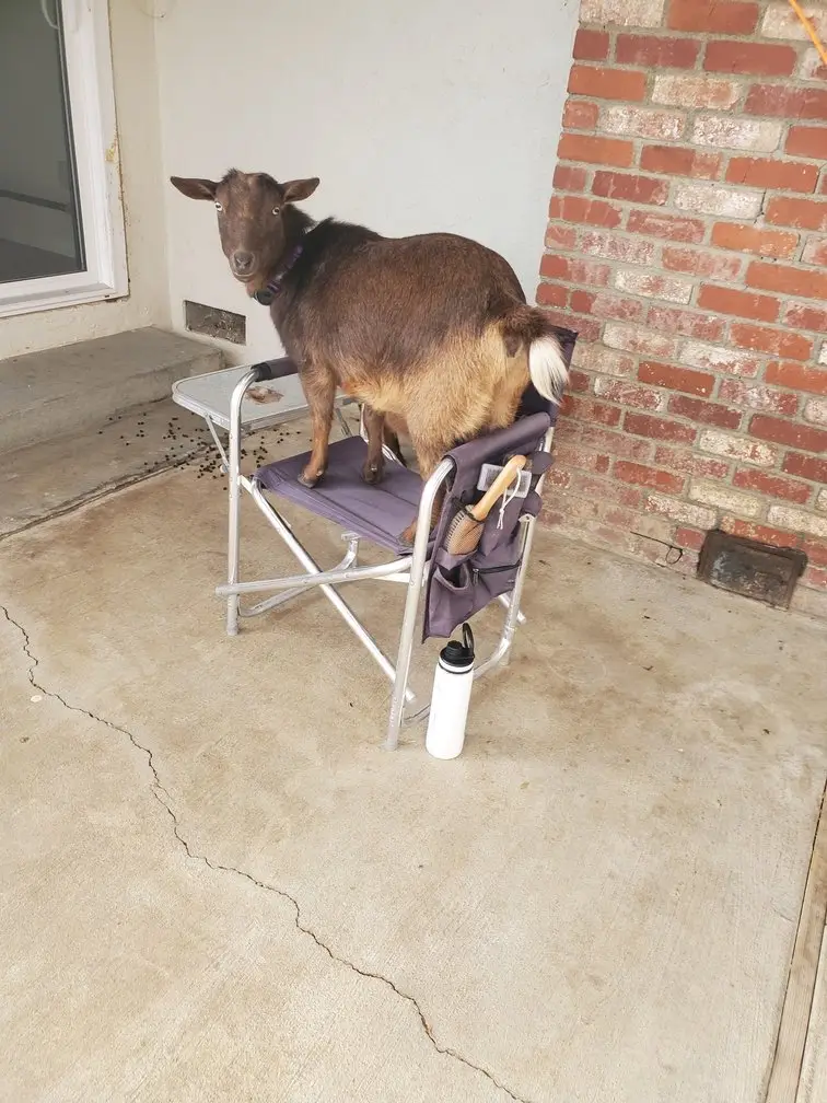 Kat standing on a folding camp chair on the patio, looking straight at the camera