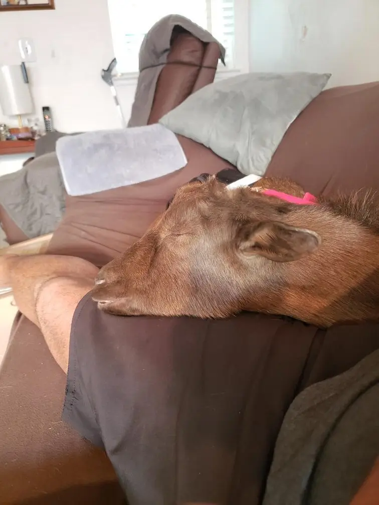 Kat fast asleep in a pink collar, her head resting on someone's lap on the couch