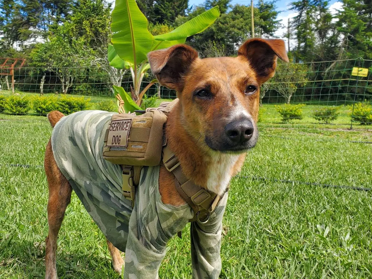Letras, Mark’s service dog, standing on green grass in a camouflage shirt and a harness with a “Service Dog” patch
