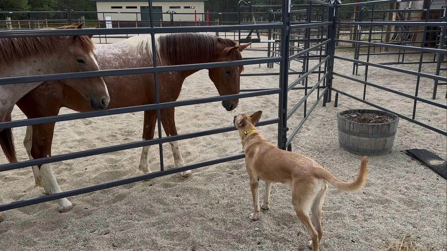 Dos caballos junto a la cerca de un corral en Mirror Ranch, saludando a un perro curioso color canela
