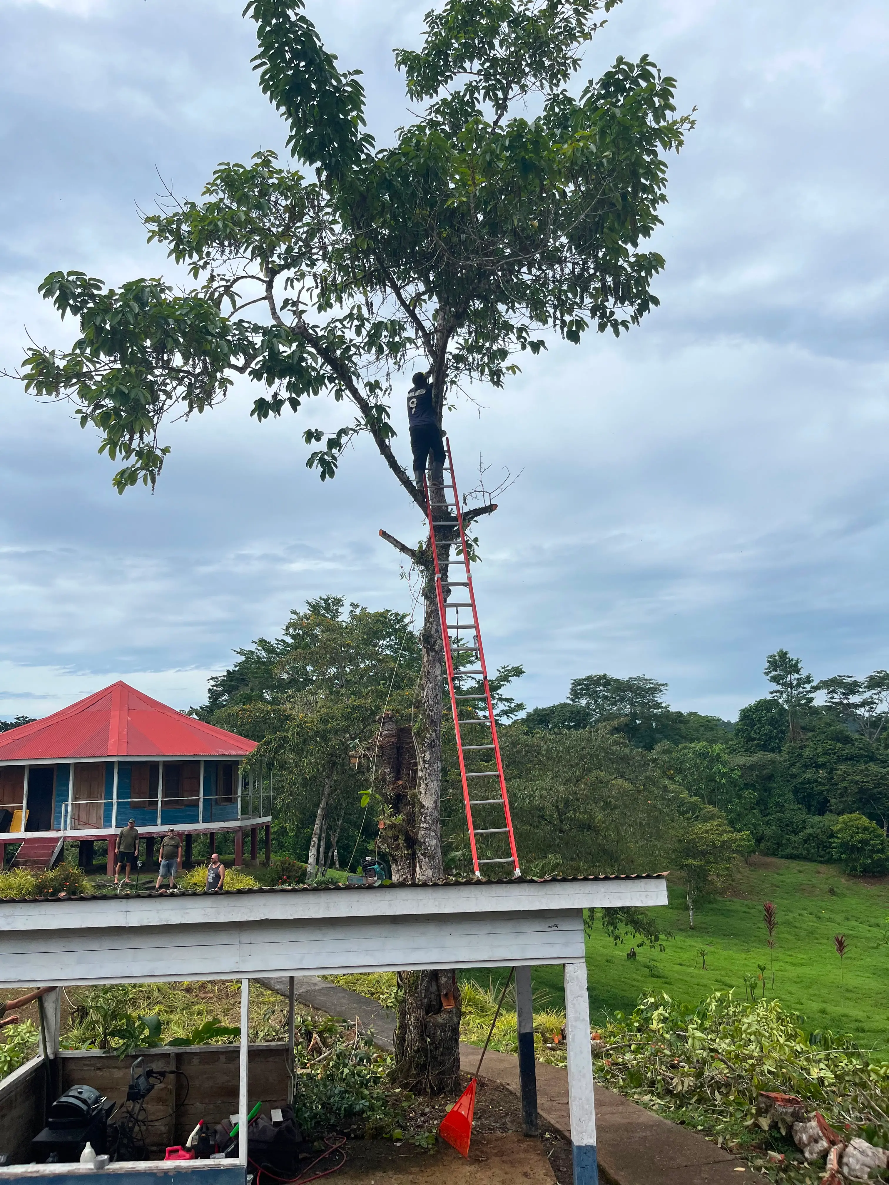 A worker on a tall ladder trims a large tree near the retreat's main house as part of clearing space for planned garden beds