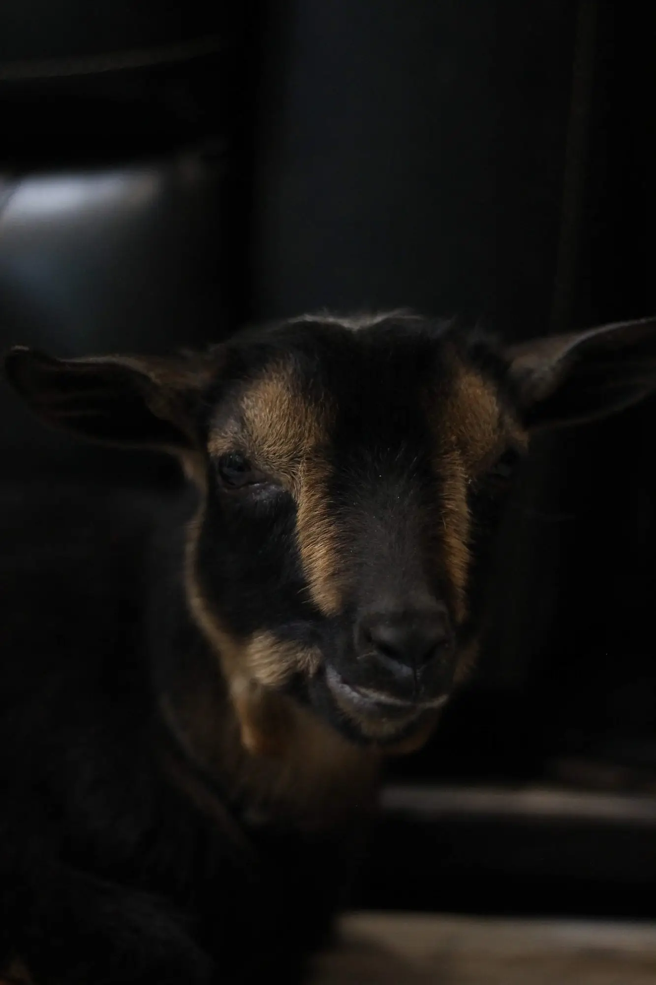Boo as a young kid, a black-and-tan Nigerian Dwarf, looking straight at the camera in soft indoor light