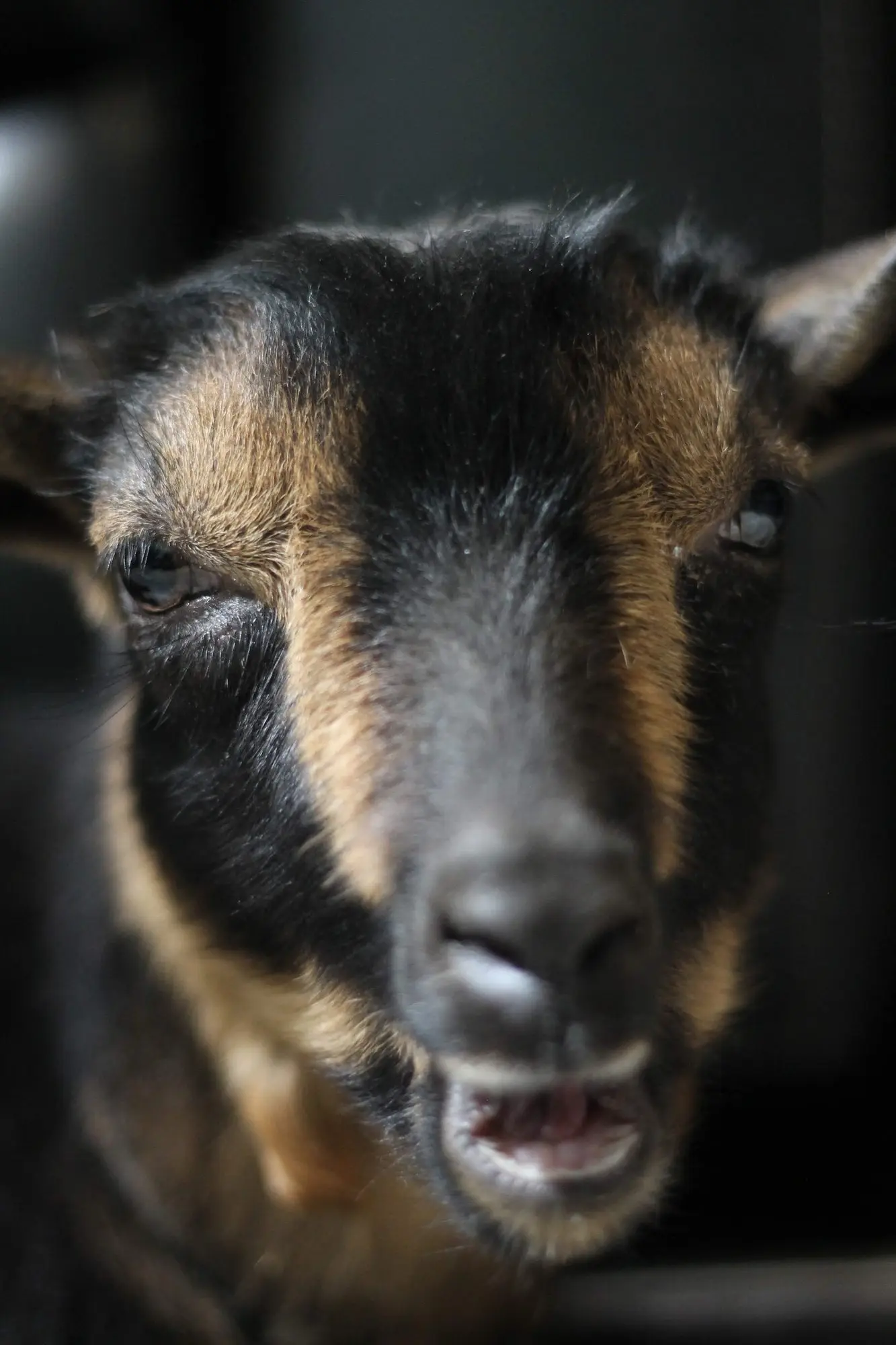 A close-up of Boo as a young kid, her black-and-tan face filling the frame