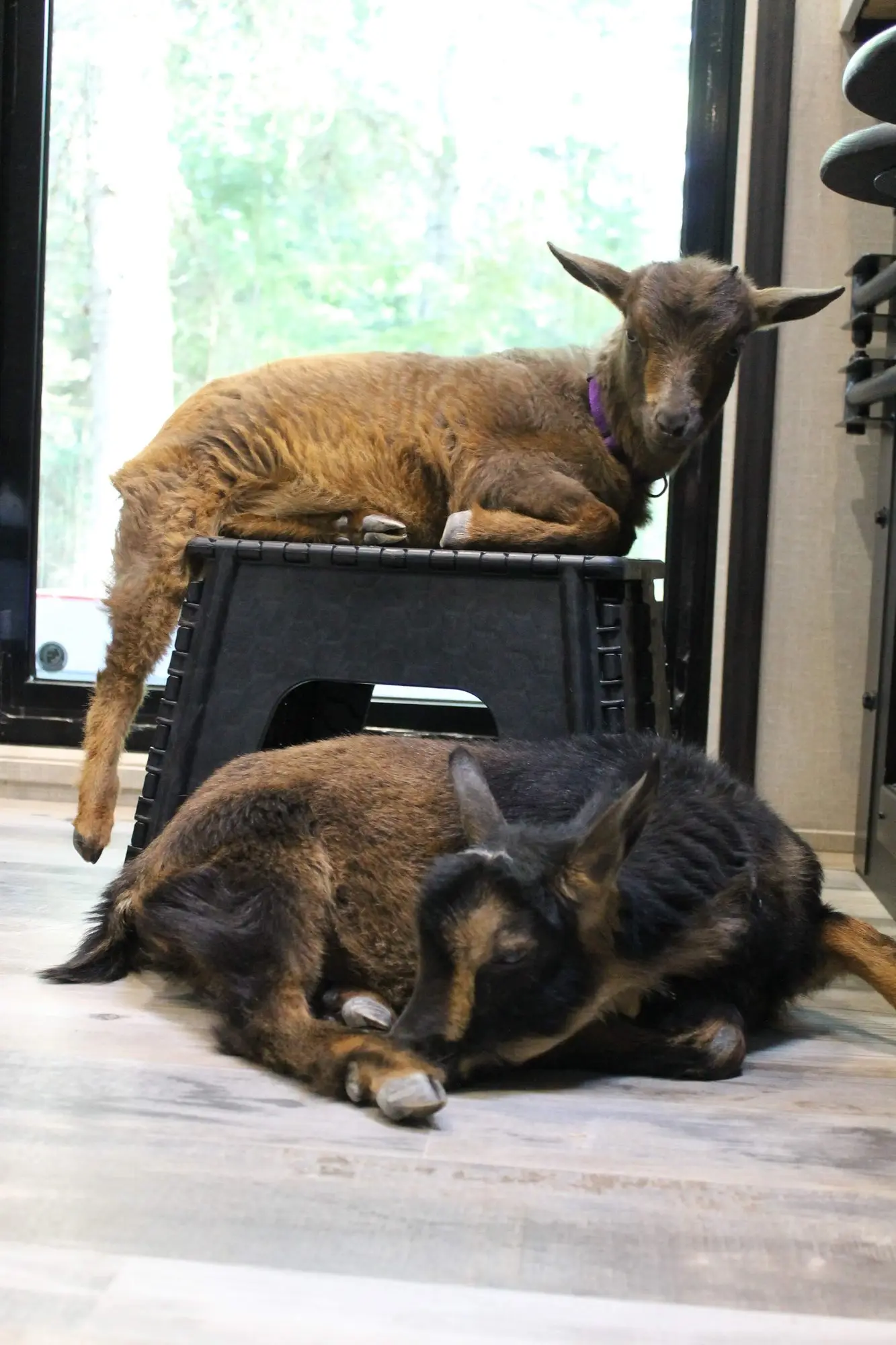 Boo and Kat as young kids resting inside the RV — chocolate-brown Kat curled up on a step stool, black-and-tan Boo stretched out on the floor below her