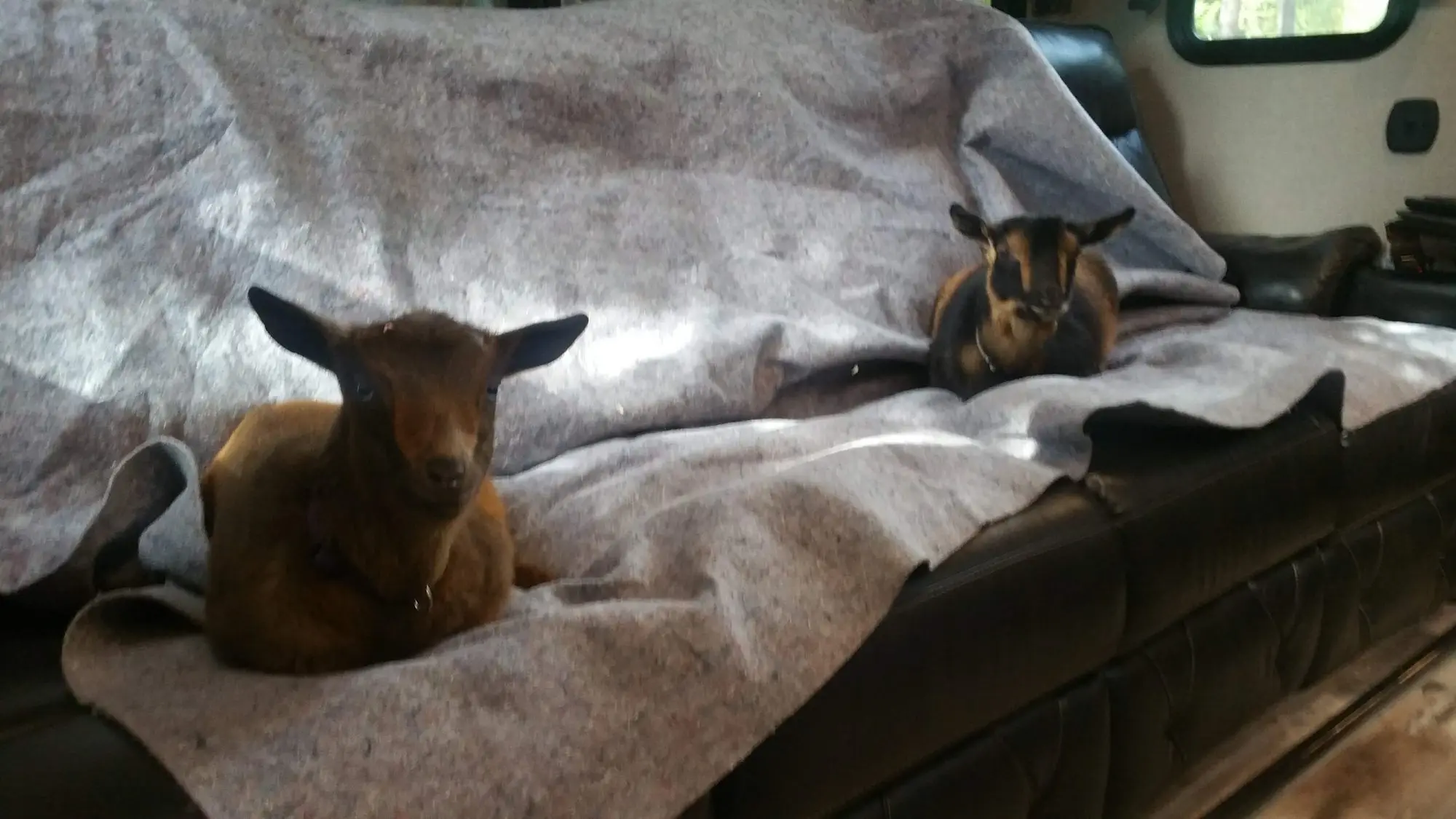 Boo and Kat as young kids settled side by side on a blanket-covered couch inside the RV