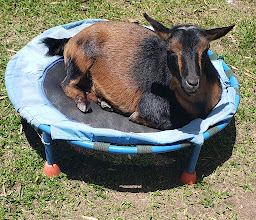 Boo, a polled black-and-tan Nigerian Dwarf doe, curled up resting in a basket outdoors