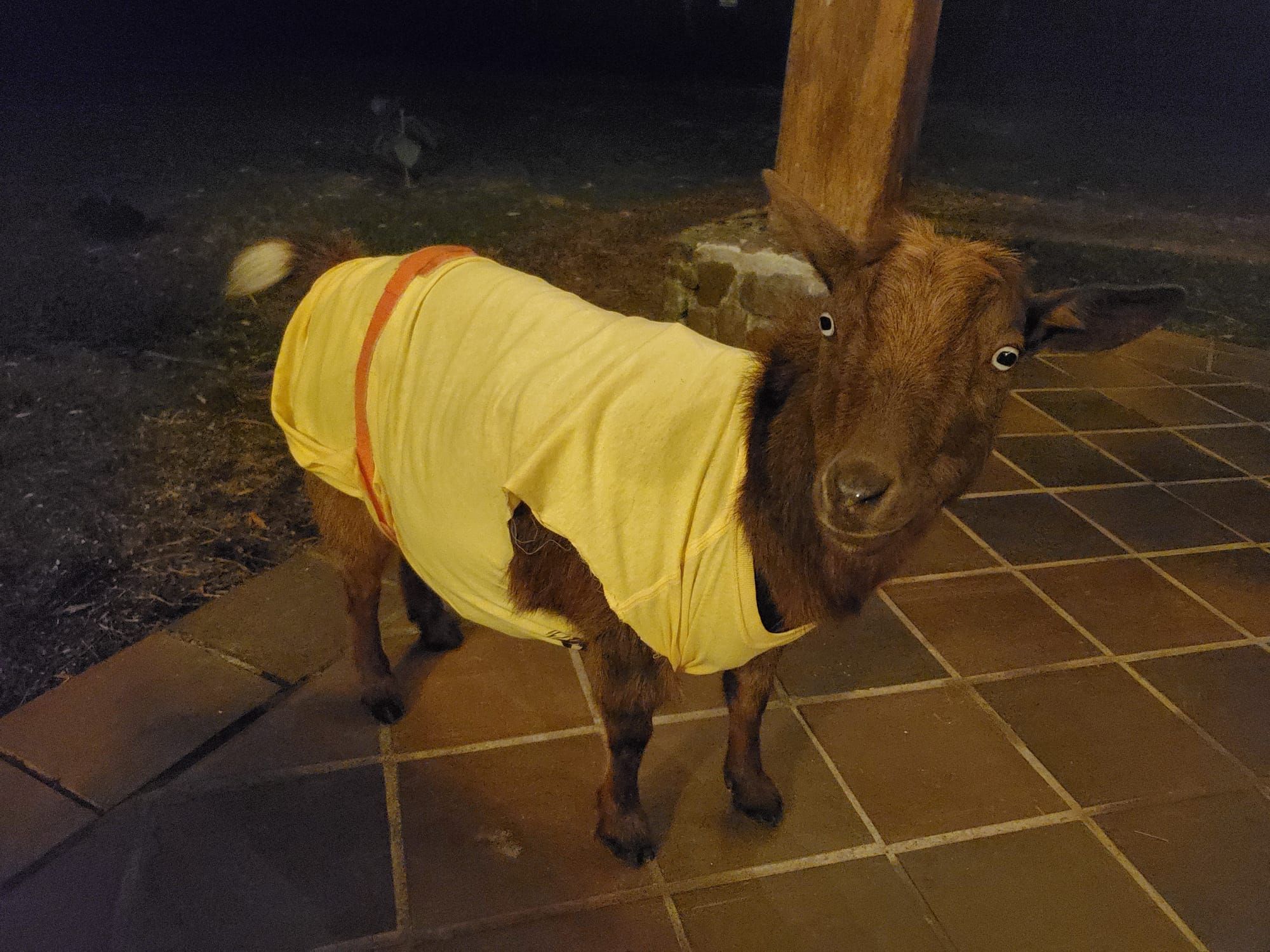 Kat, a chocolate-brown Nigerian Dwarf doe, wearing a yellow shirt with googly eyes stuck on her face, standing on a patio at night